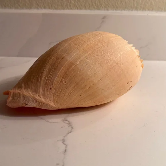 Natural Shell - Picture 4 of 8